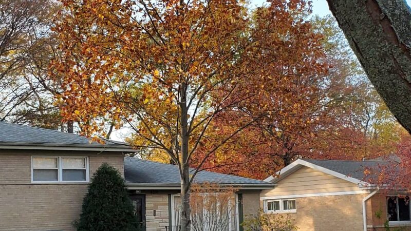 Mansfield Park - Morton Grove, IL