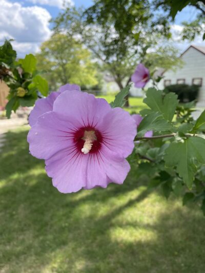 National Park - Morton Grove, IL