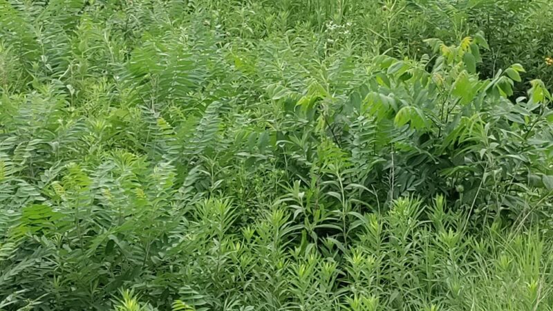 Prairie View Park - Morton Grove, IL