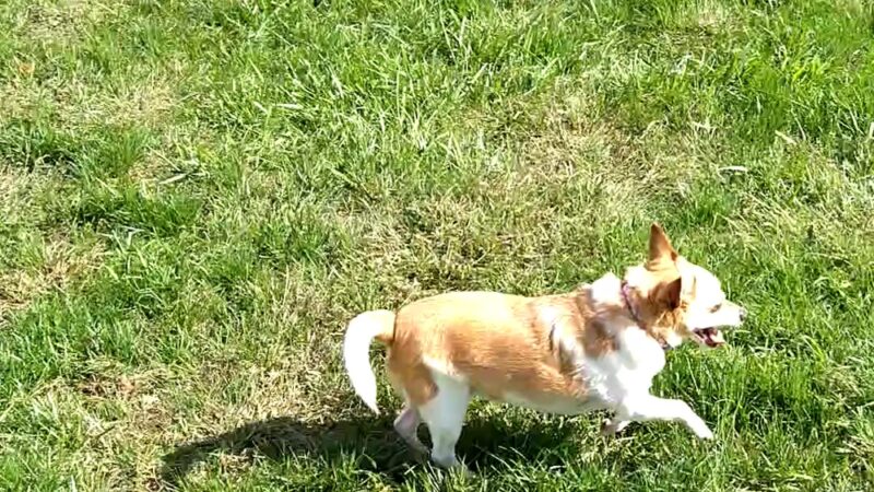 Church Road Park - Morton, PA