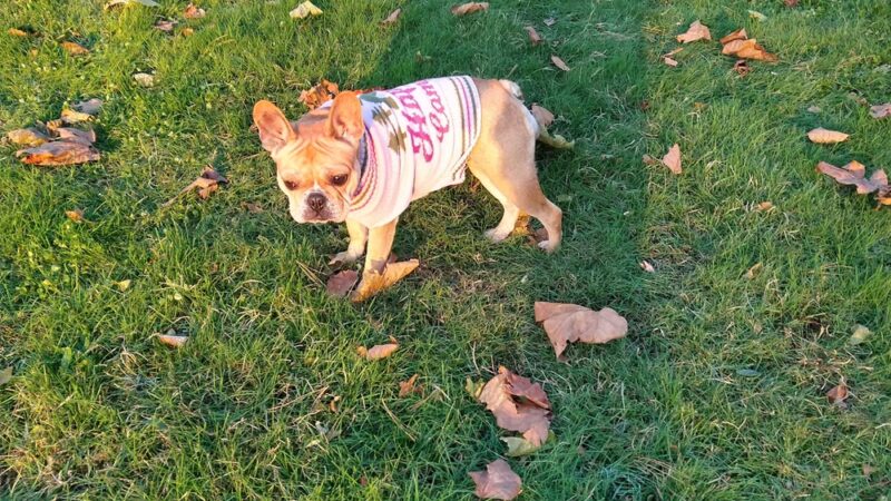 Church Road Park - Morton, PA