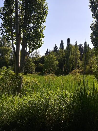 Anderson Park - Moscow, ID