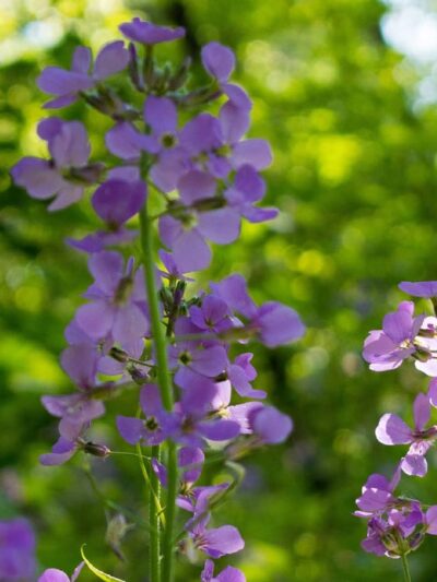 Edgewood Park - Mosinee, WI