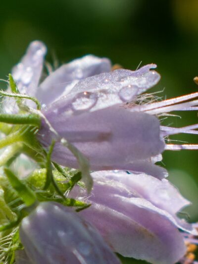 Edgewood Park - Mosinee, WI