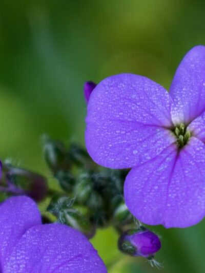 Edgewood Park - Mosinee, WI