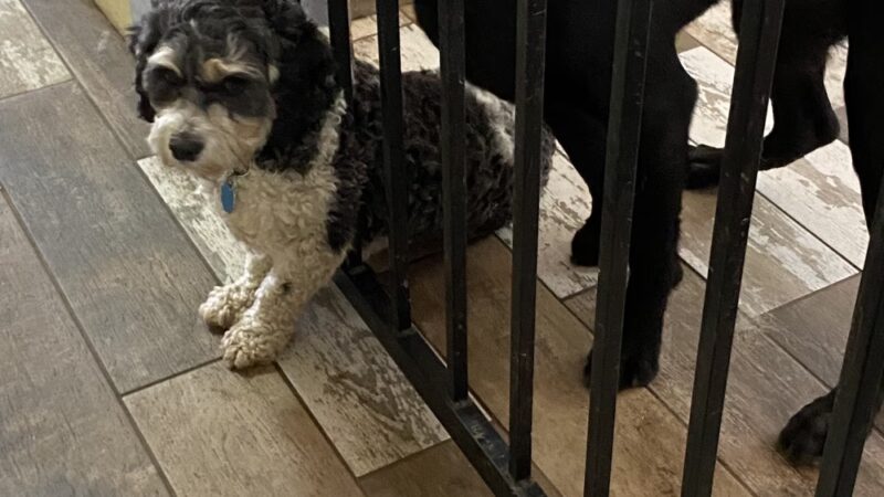 Hidden Acres Dog Lodge - Mosinee, WI