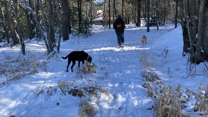 Hidden Acres Dog Lodge - Mosinee, WI