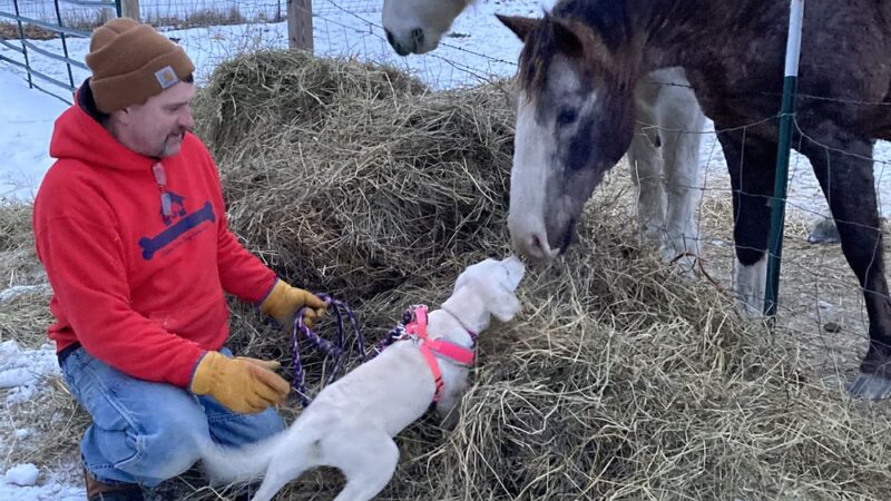 Hidden Acres Dog Lodge - Mosinee, WI