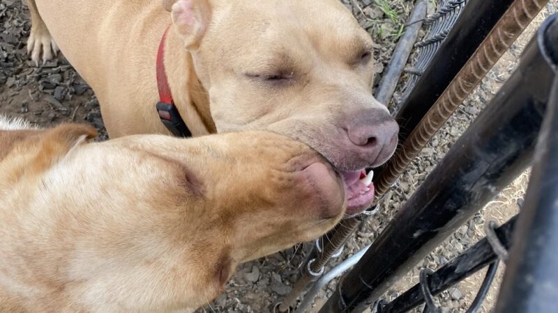 Hidden Acres Dog Lodge - Mosinee, WI