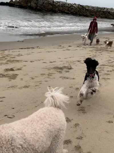 Island Beach - Moss Landing, CA