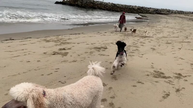 Island Beach - Moss Landing, CA
