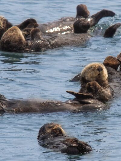 Moss Landing - Moss Landing, CA