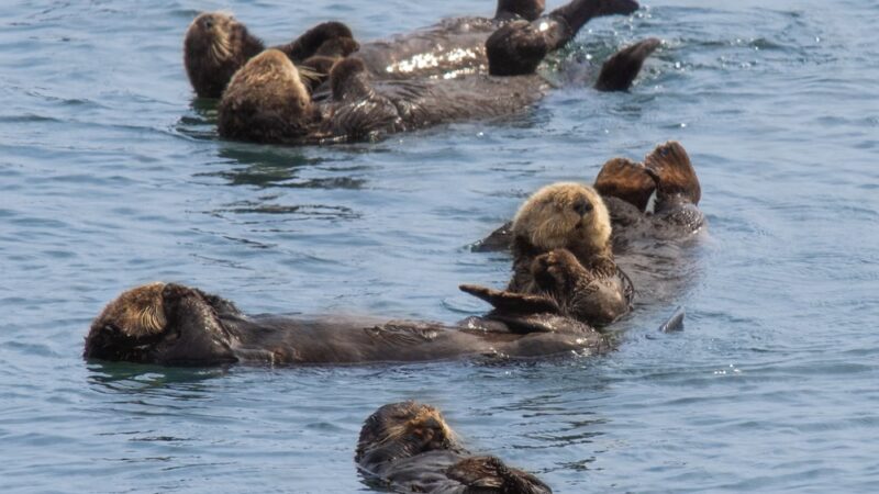 Moss Landing - Moss Landing, CA