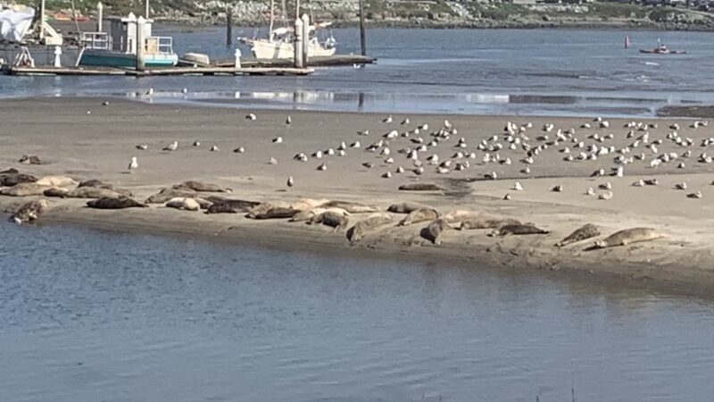Moss Landing - Moss Landing, CA