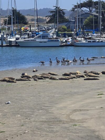 Moss Landing State Beach - Moss Landing, CA