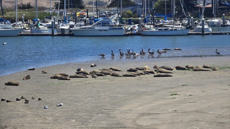 Moss Landing State Beach - Moss Landing, CA