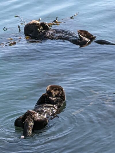Moss Landing Viewing Point - Moss Landing, CA