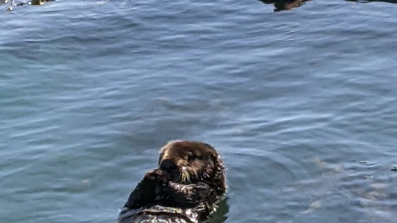 Moss Landing Viewing Point - Moss Landing, CA