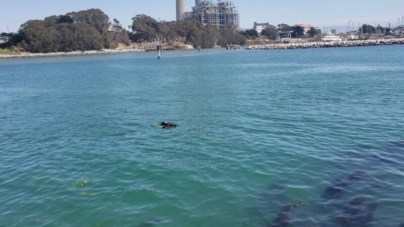 Moss Landing Viewing Point - Moss Landing, CA