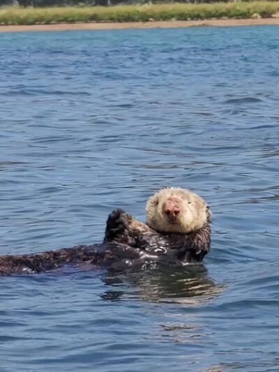 Moss Landing Wildlife Area - Moss Landing, CA