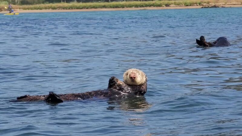 Moss Landing Wildlife Area - Moss Landing, CA