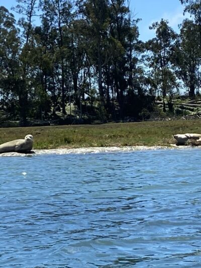 Moss Landing Wildlife Area - Moss Landing, CA