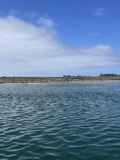 Moss Landing Wildlife Area - Moss Landing, CA