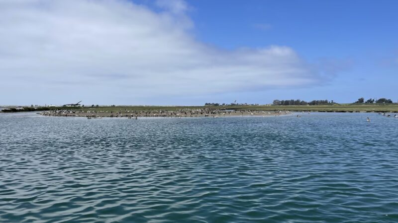 Moss Landing Wildlife Area - Moss Landing, CA