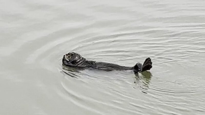 Sandholdt Lot Trail - Moss Landing, CA