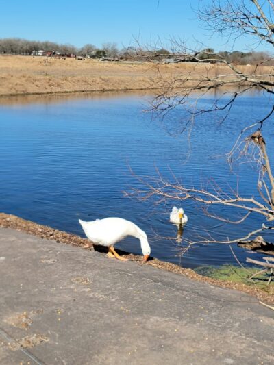 Moulton City Park - Moulton, TX