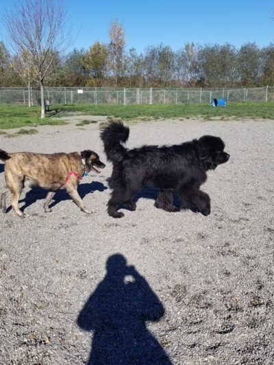 Bakerview Dog Park - Mount Vernon, WA