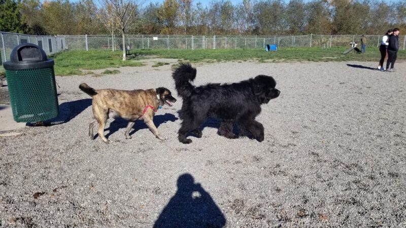 Bakerview Dog Park - Mount Vernon, WA