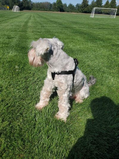 Bakerview Dog Park - Mount Vernon, WA