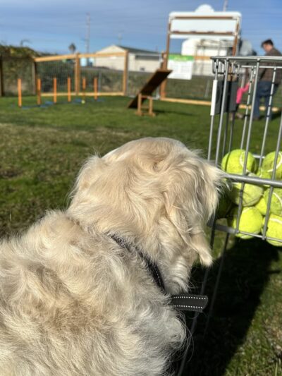 O'Donnell's Dog Park - Mount Vernon, WA