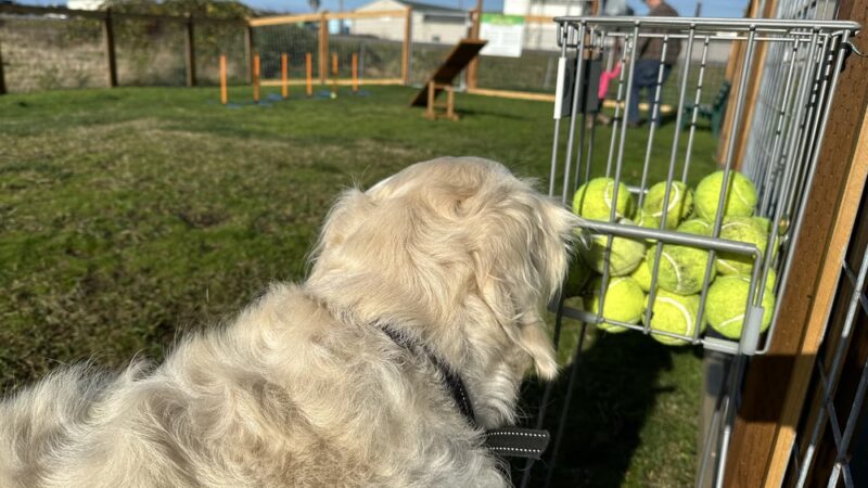 O'Donnell's Dog Park - Mount Vernon, WA