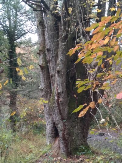 Ridley Fields parking - Mountain Rest, SC