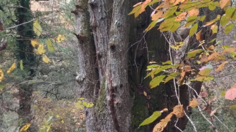 Ridley Fields parking - Mountain Rest, SC