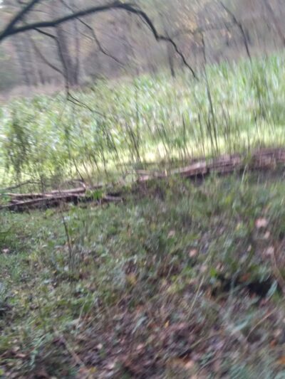 Ridley Fields parking - Mountain Rest, SC