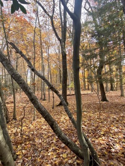 Wright Township Recreation Park - Mountain Top, PA