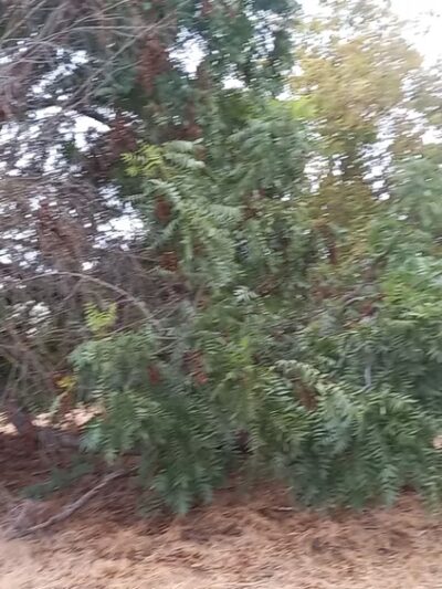 Cuesta Park Annex - Mountain View, CA