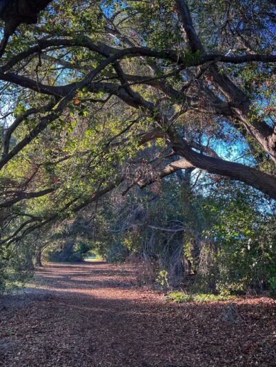 Cuesta Park Annex - Mountain View, CA