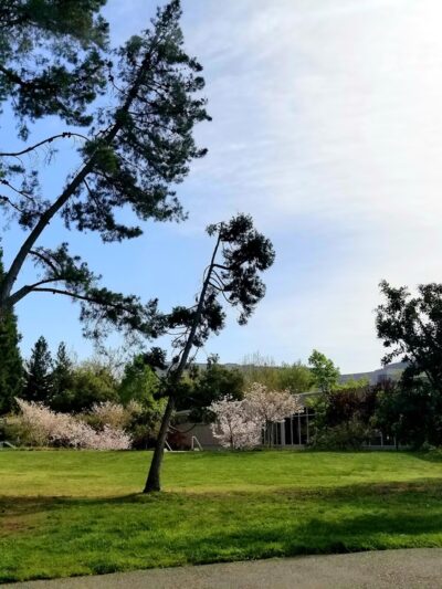 Cuesta Park Annex - Mountain View, CA