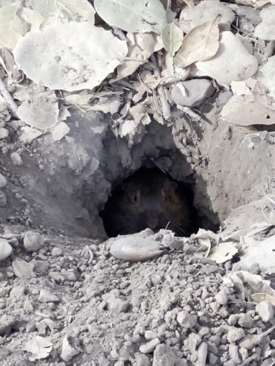 Cuesta Park Annex - Mountain View, CA