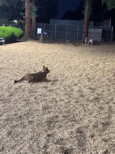 Fenced Dog Park | Rengstorff Park - Mountain View, CA