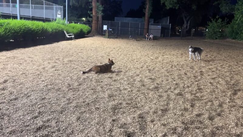 Fenced Dog Park | Rengstorff Park - Mountain View, CA