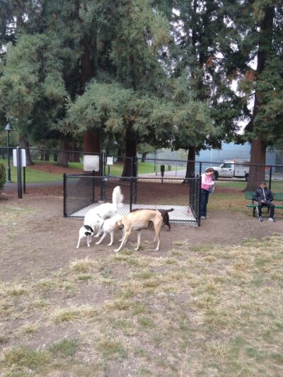 Fenced Dog Park | Rengstorff Park - Mountain View, CA