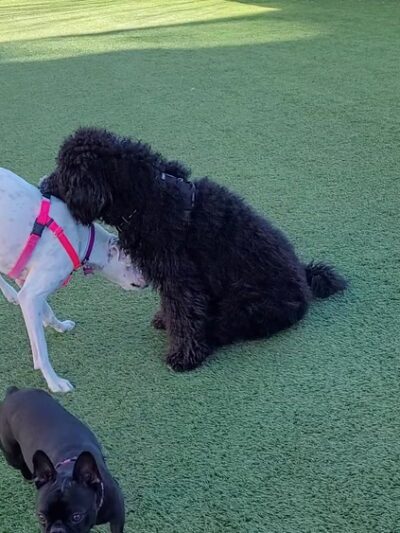 Village Green Dog Park - Mountain View, CA