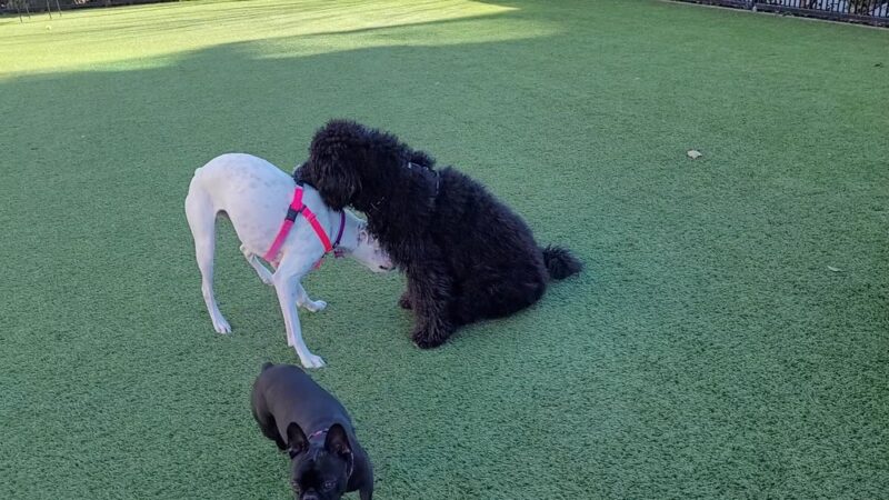 Village Green Dog Park - Mountain View, CA