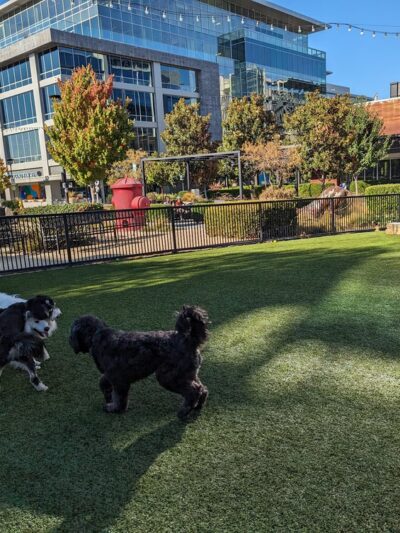 Village Green Dog Park - Mountain View, CA