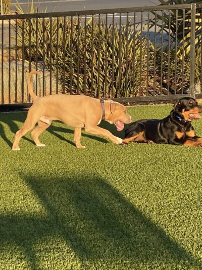 Village Green Dog Park - Mountain View, CA